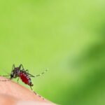 getting rid of mosquitoes and flies indoor