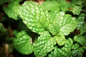 benefits of eating greens mint during winter