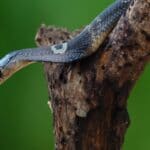 giving first aid to snake bite